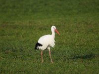 06-12-2014 Storch bei Koerzin-02